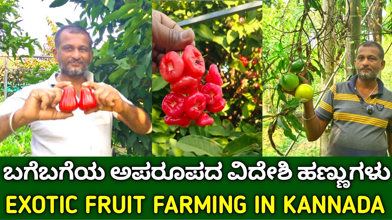 ಬಗೆಬಗೆಯ ಅಪರೂಪದ ವಿದೇಶಿ ಹಣ್ಣುಗಳು | exotic fruit farming in kannada | rare fruit plant nursery