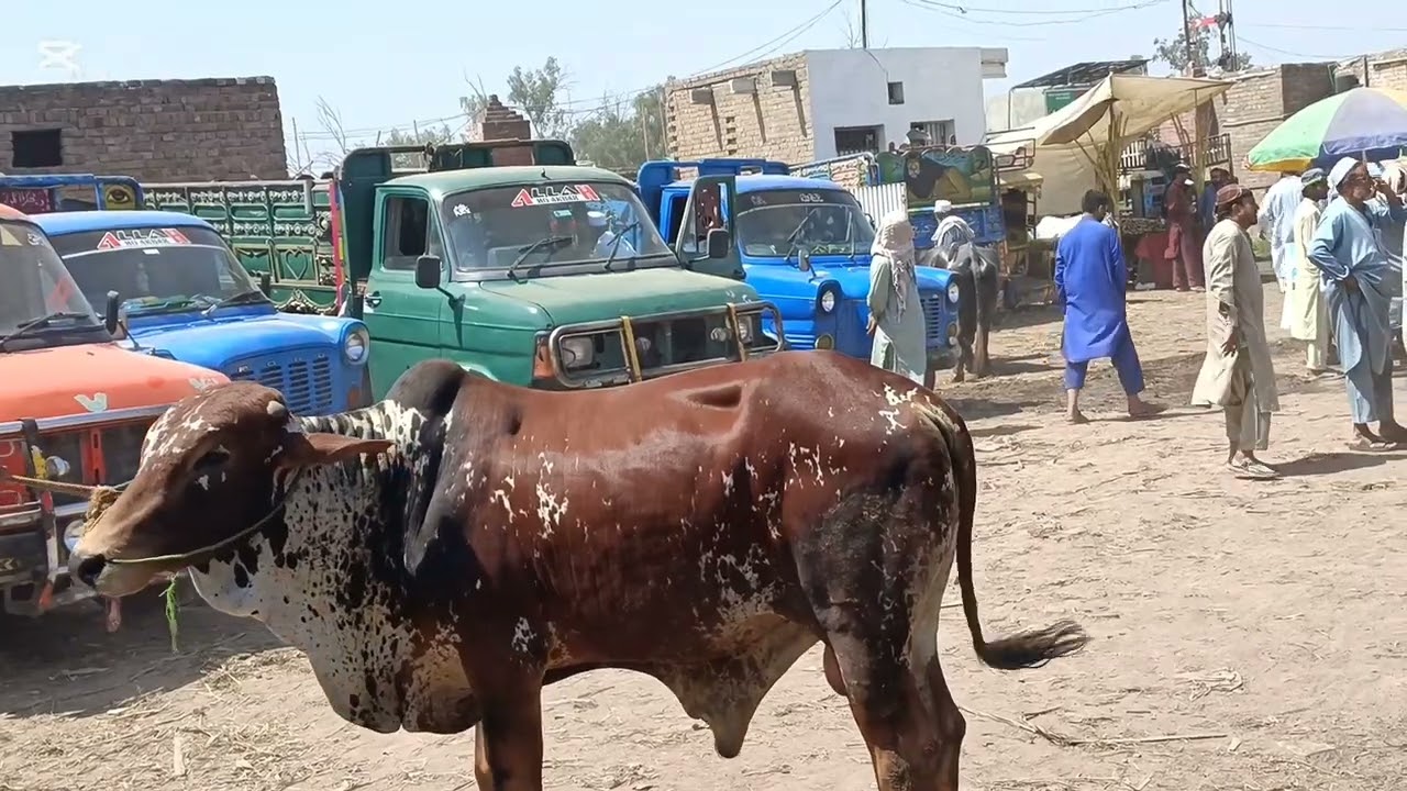 2025 new video Peshawar Mandi update #cow #bull