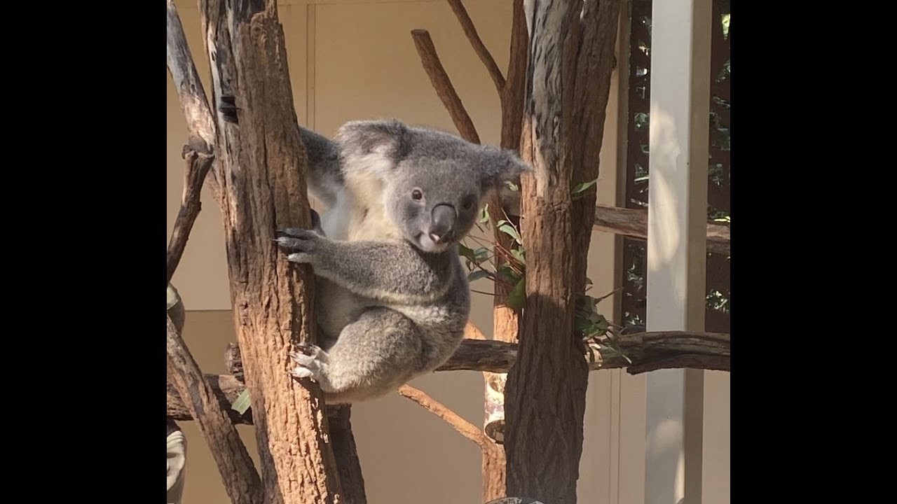 Koala Kingdom: A Day in the Life at Healesville Sanctuary!