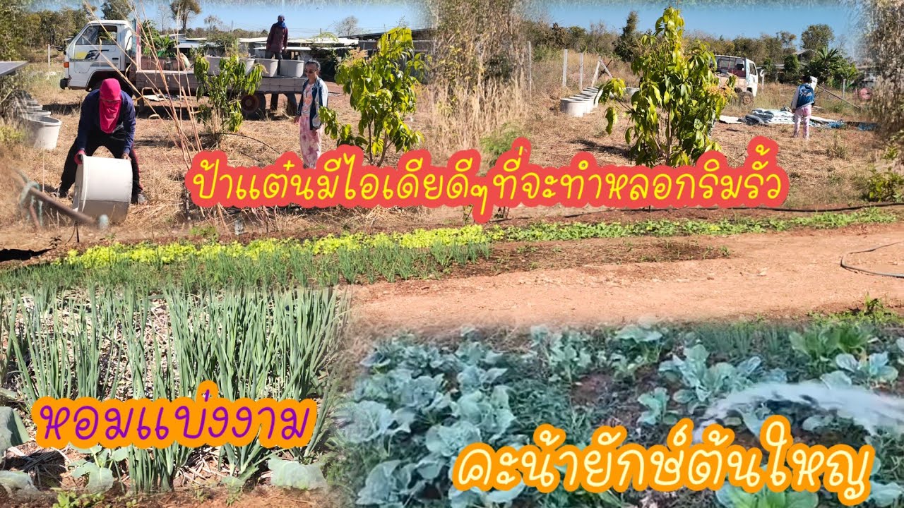 ป้าจะปลูกผักในวงบ่อ ผักของสว. กินไม่ทัน