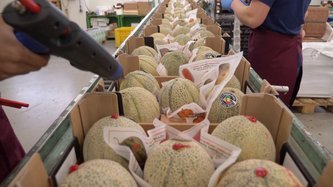 Ortofrutta Castello, anteprima presentazione aziendale