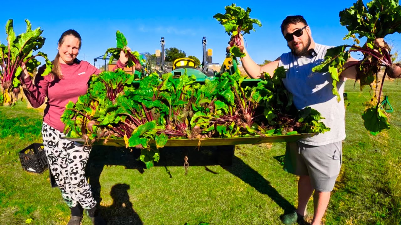 Из сада в кладовую, из поля в морозильник: жизнь на ферме