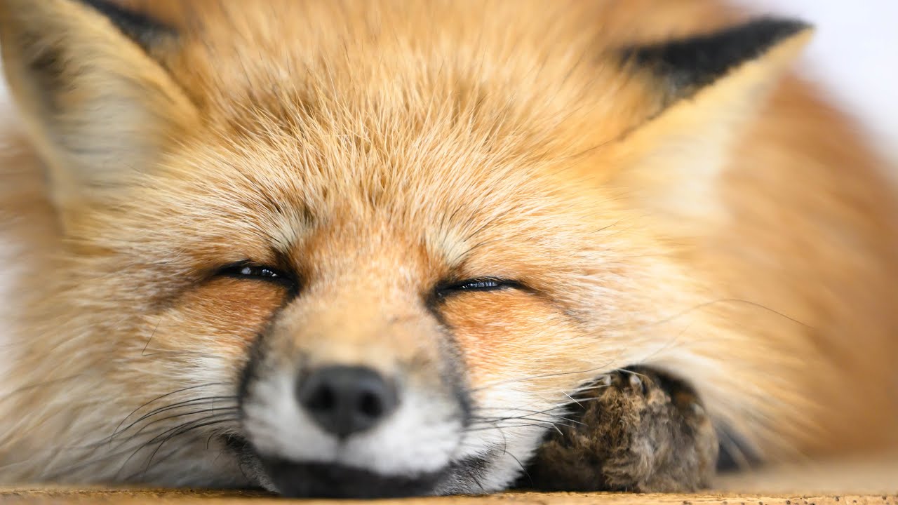 100 лис на свободе - посетите деревню лис Мияги Зао!