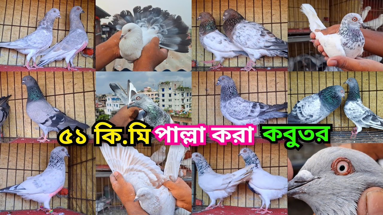৫১ কি.মি পাল্লা করা আর্মি, লাল খাকি, বাঘা খাকি,সিলভার,সাফচিলা,কালদম, সবুজগলা, বেজি,কালোগলা।  
