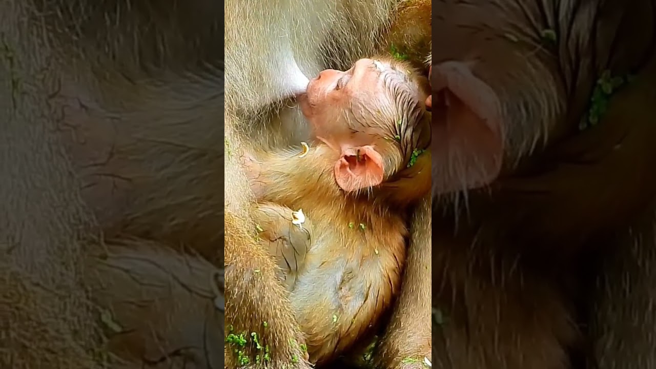 Pity Baby Monkey Lucie. 