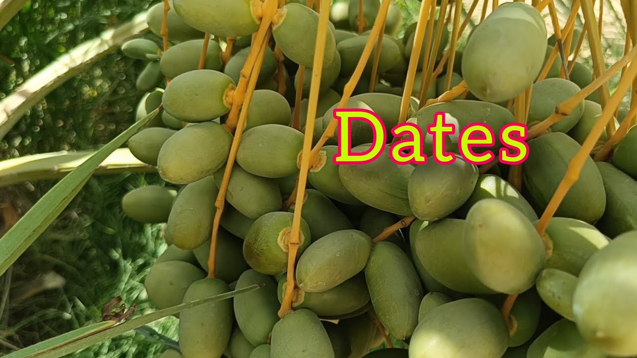 Dates palm 