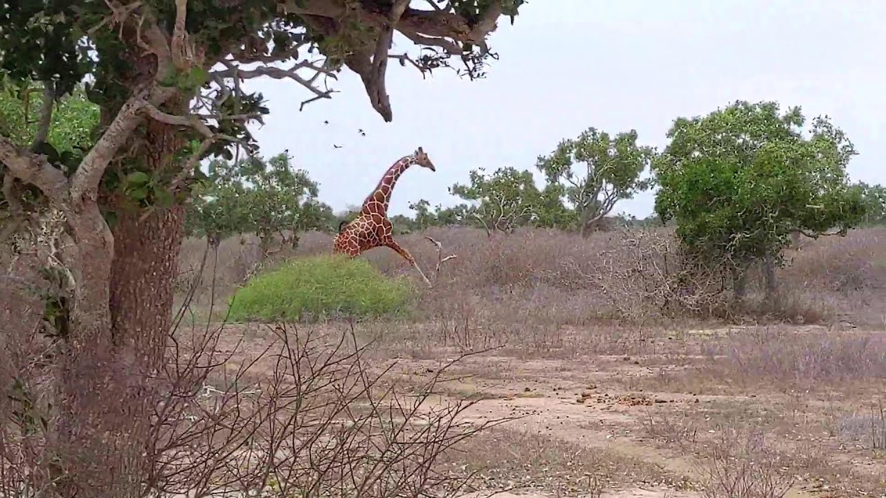 Ishaqbin Community Conservancy Hirola Sanctuary