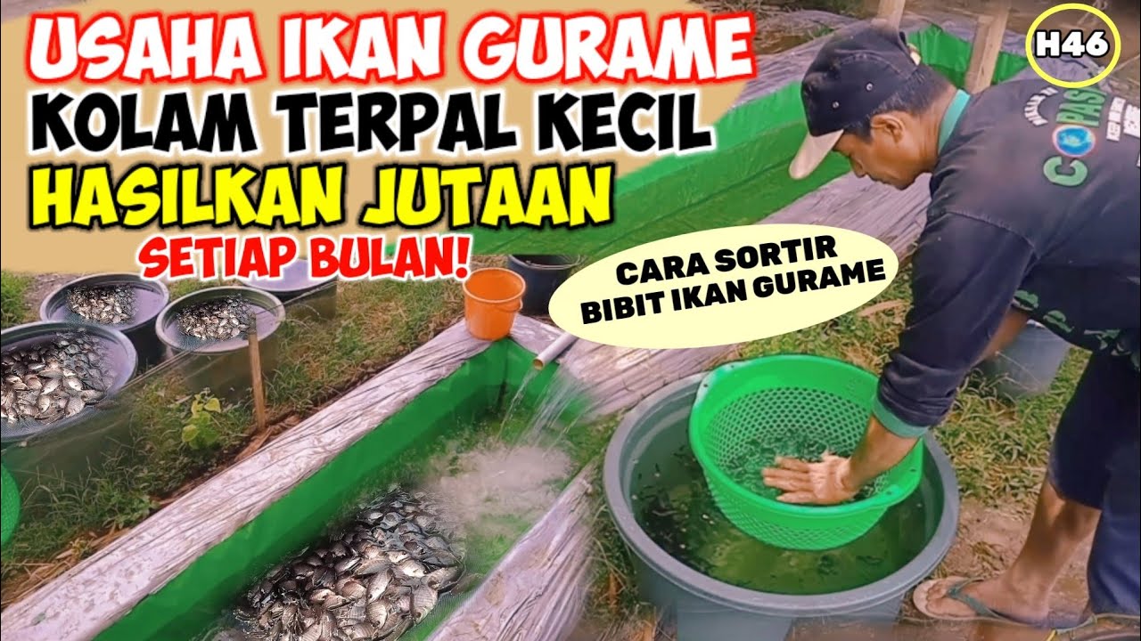 HARI KE 46‼️PERAWATAN BIBIT IKAN GURAME KOLAM TERPAL 50Cm X 5M