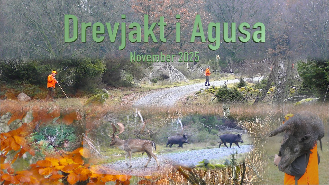 Drevjakt I Agusa November 2025