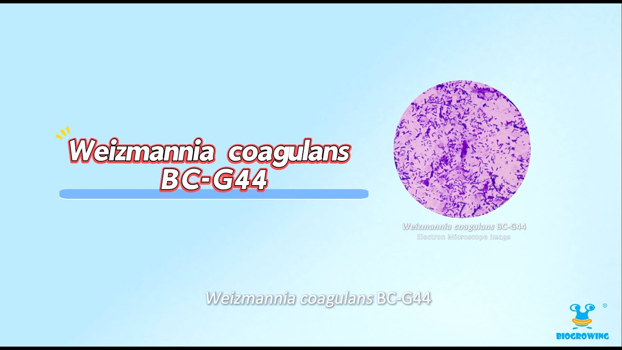 BioGrowing Star Strains: Weizmannia coagulans BC-G44