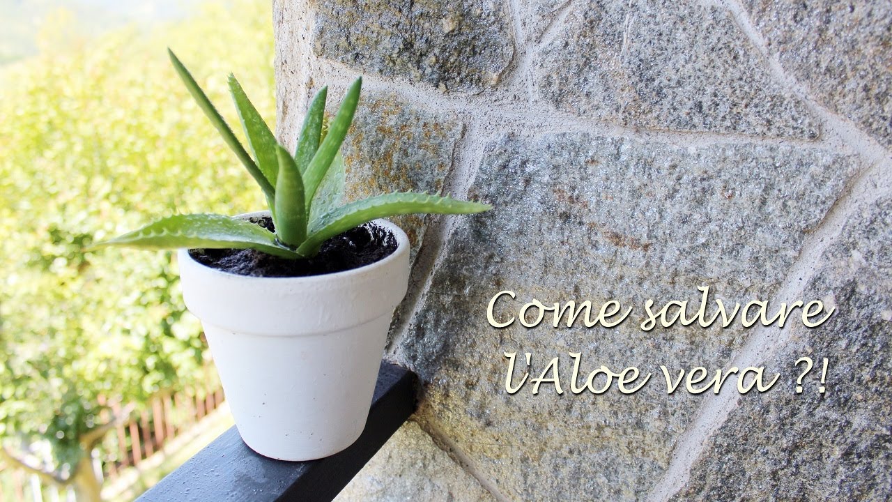 Come salvare l'Aloe Vera