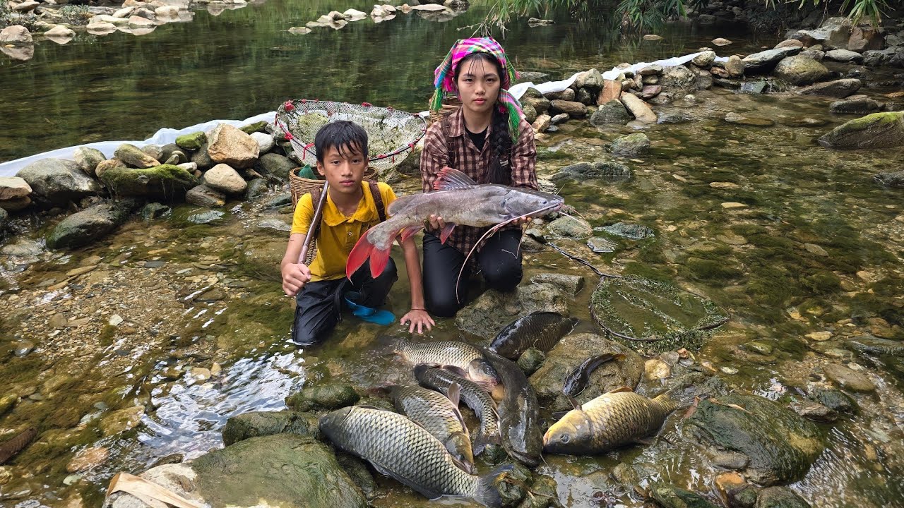 stacking rocks to block the stream to catch fish to sell, the daily life of a highland boy and girl