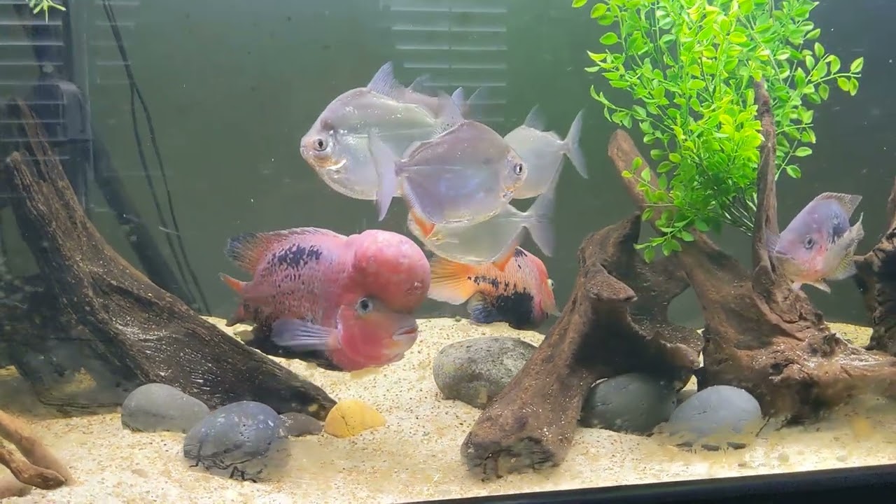 240 Vieja Melanura Cichlid and Friends Update