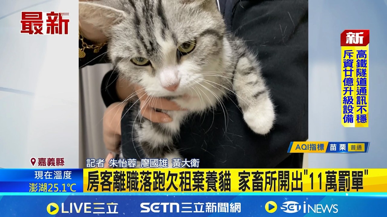 房客離職落跑欠租棄養貓 家畜所開出