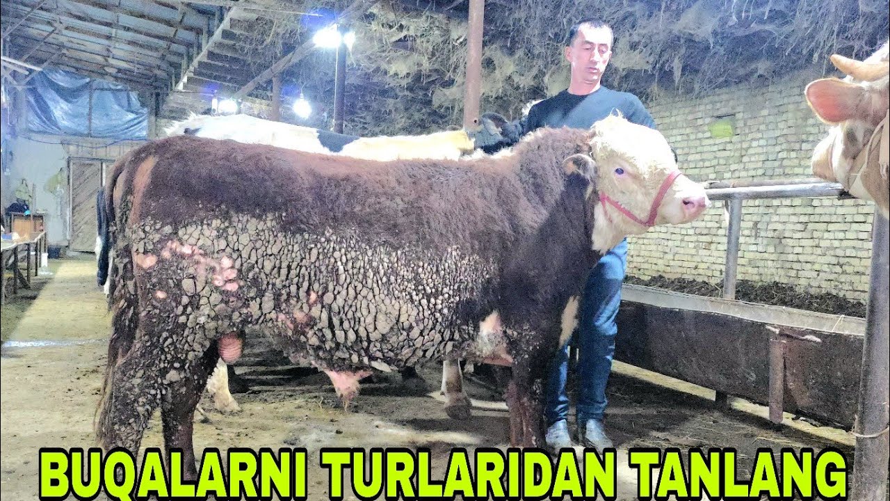 Namatjon ukamizdan qishloq yomg'irdan bugun buqalar yomg'iri 22-fevral, 2026