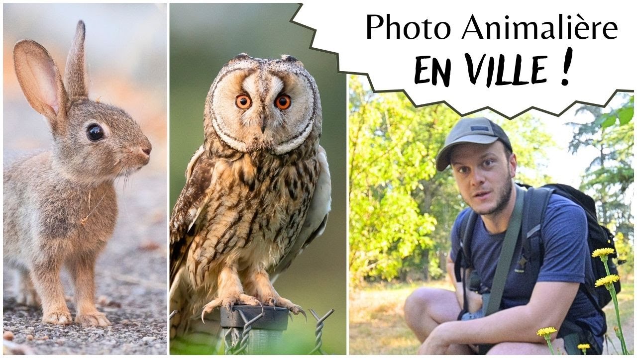 Photo Animalière en Ville !