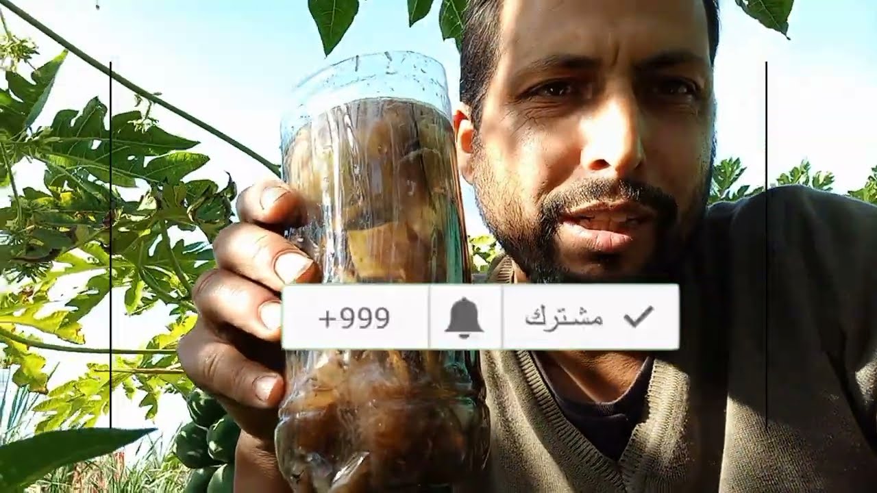 لنمو الاشجرة بسرعة كبيرة بواسطة أقوى سماد طبيعي عضوي npk (سماد طبيعي قشور الموز )
