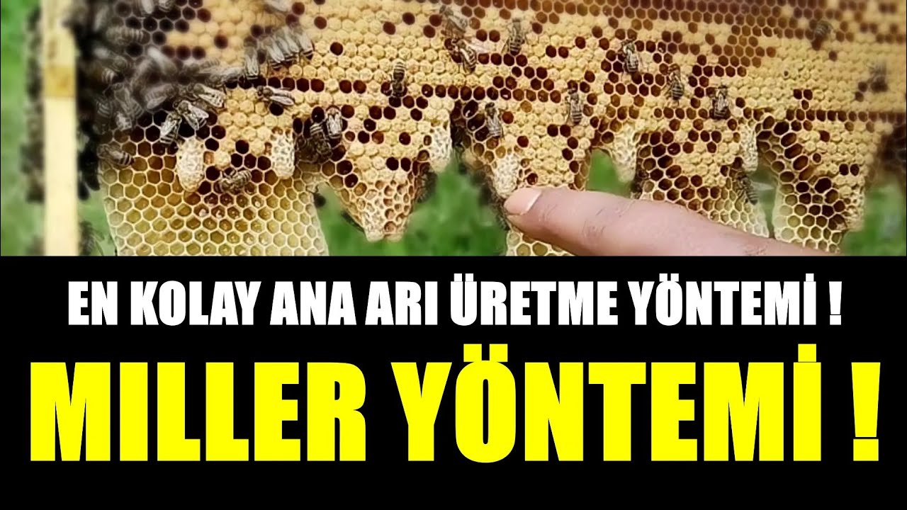 ANA ARI ÜRETİMİ/ EN KOLAY ANA ARI ÜRETME YÖNTEMİ! MİLLER YÖNTEMİ!/Raising Queen Bees