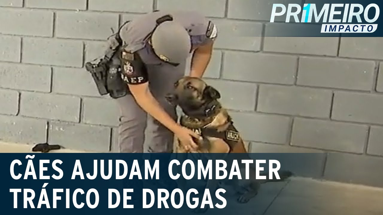 Cães farejadores da PM já encontraram mais de 700 kg de drogas em 2021 | Primeiro Impacto (17/09/21)