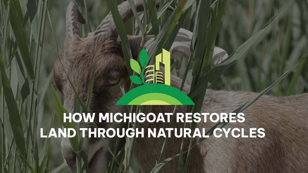 How MichiGoat Restores Land Through Nature