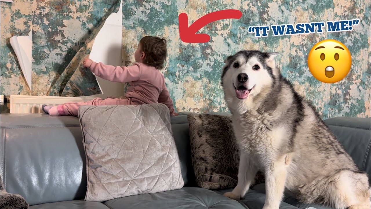 Sassy Baby RIPS Wallpaper Off Wall & Tries To Blame Her Husky!😂. [FUNNIEST VIDEO EVER!!]