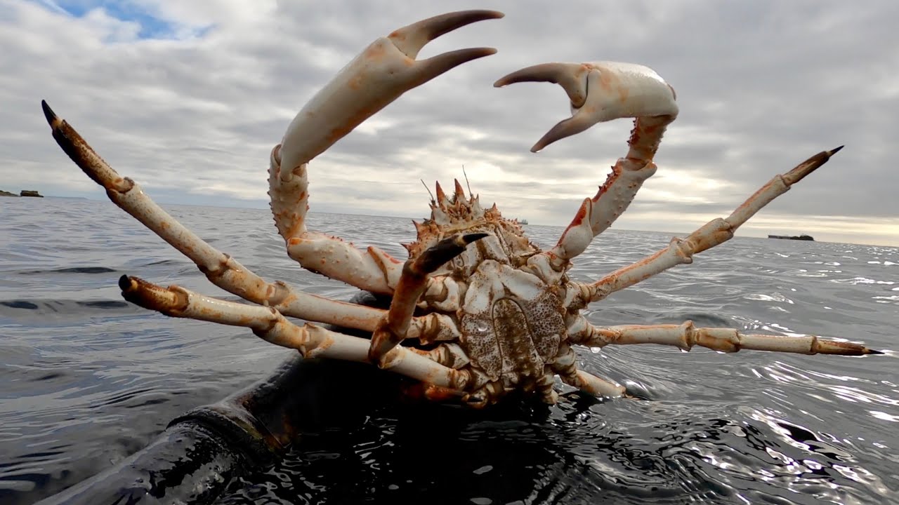 Shore Diving in Cornwall - Lobsters, Crabs, Urchins and underwater sea creatures