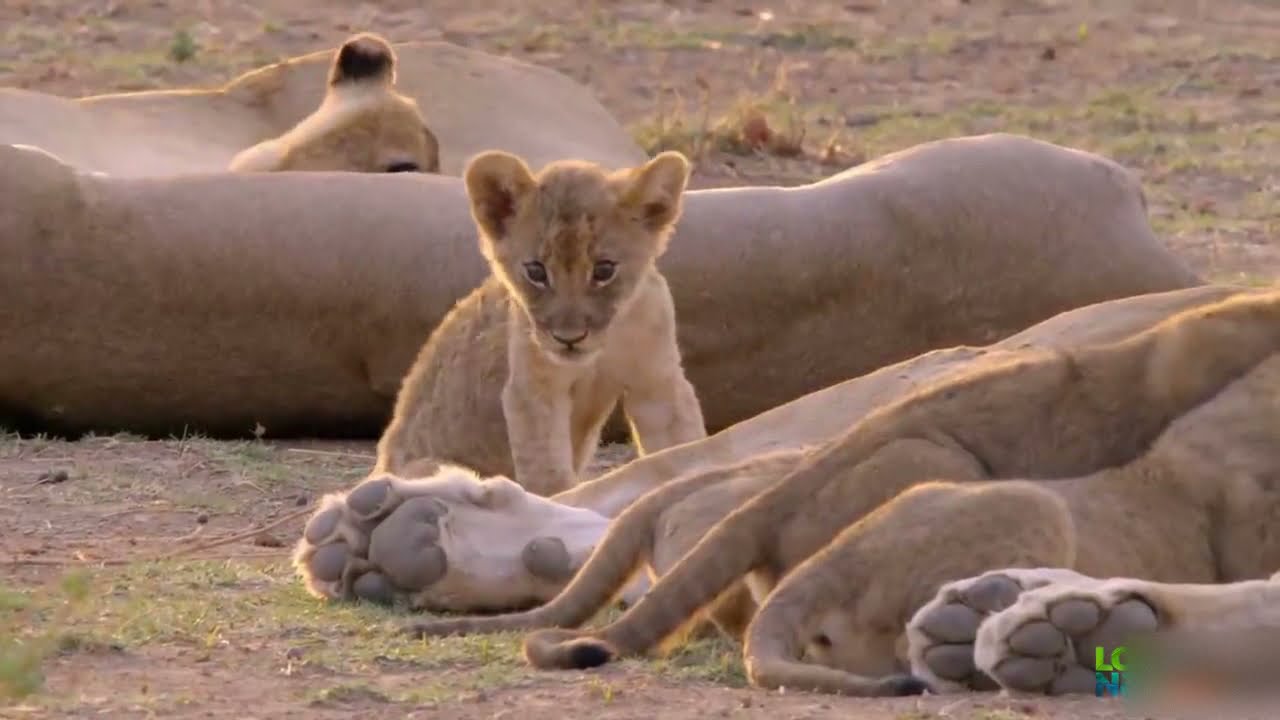 Weak Misfit Lion Cub Gets Second Chance in Life   | The story of Misfit lion cub documentary