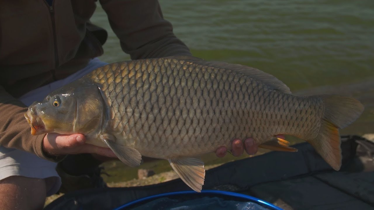 Kapři na method (Carp on method feeer)