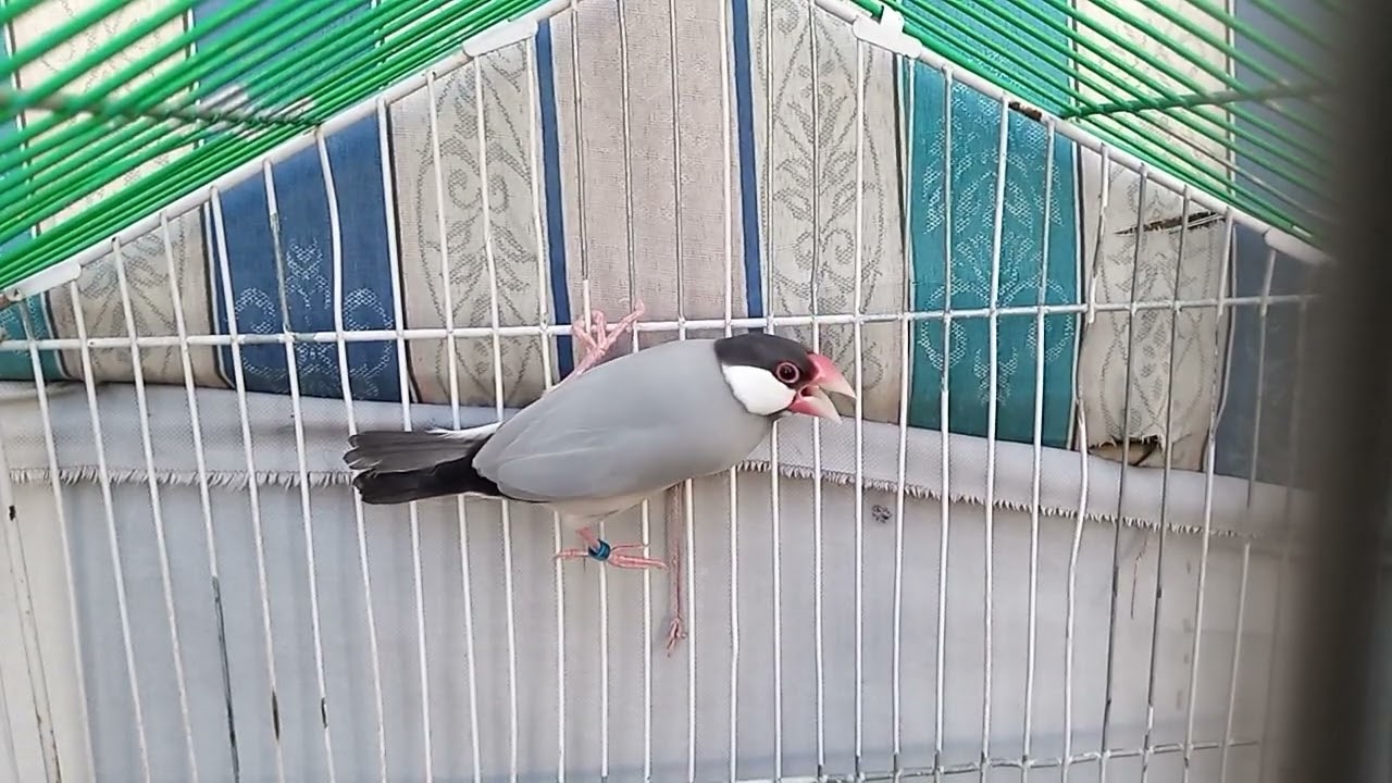 Pastel gray java