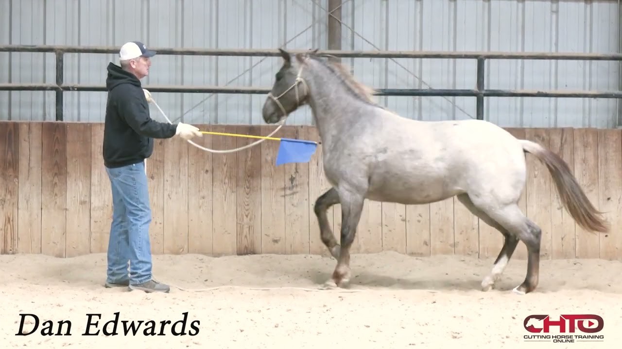 First Exercise You Should Do With A Young Horse, With Two Year Old Specialist Dan Edwards.