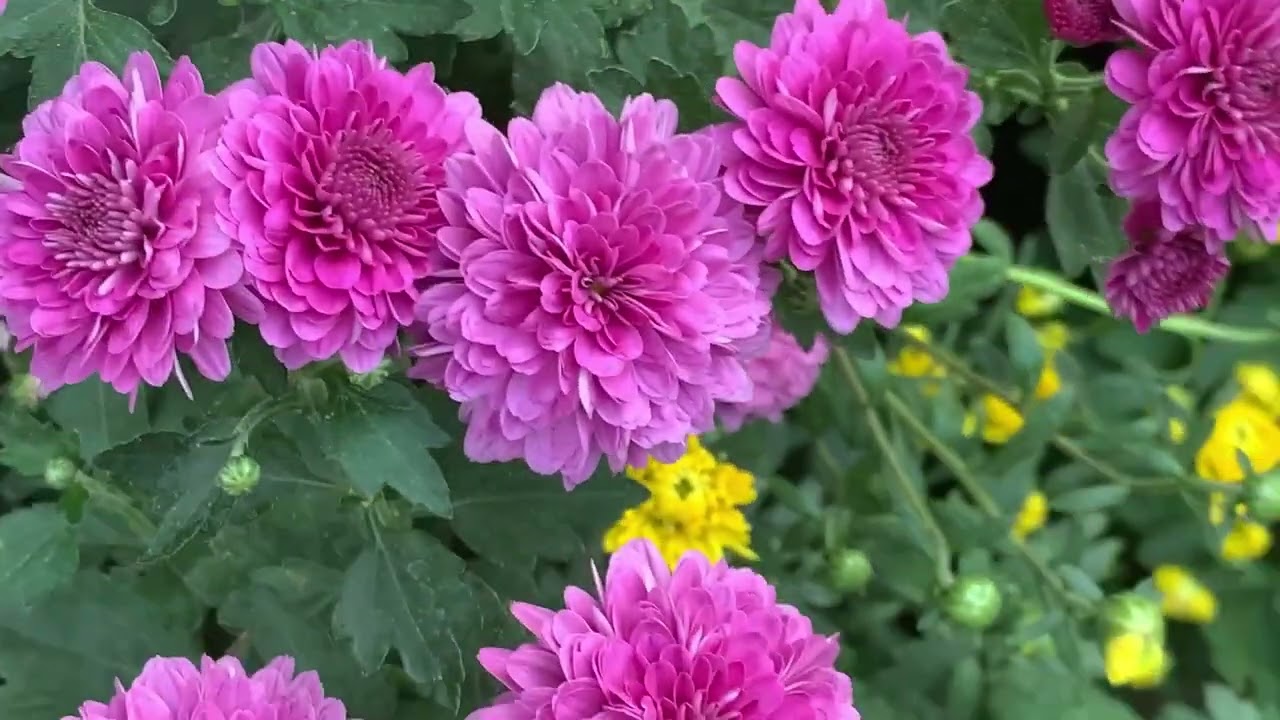 The Flower That Blooms with Healing Secrets #viralvideo #viral #video #chrysanthemumflower 