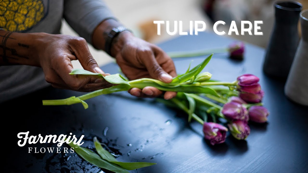 Tulip Care - Farmgirl Flowers