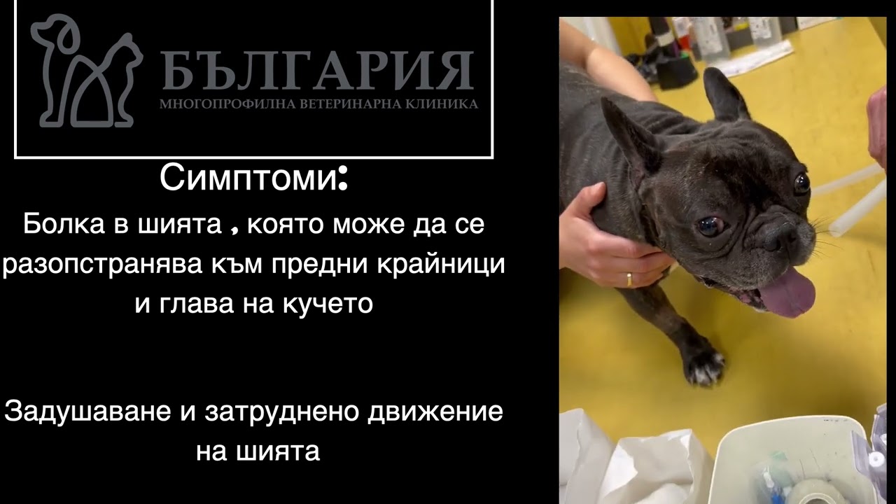 Шийна Дискова  херния куче IVDD disc disease dog veterinary clinic Bulgaria