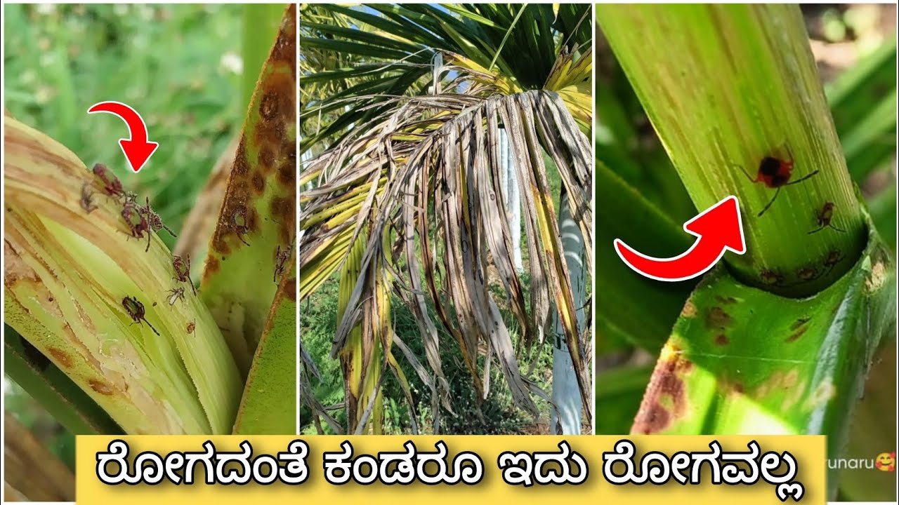 ಅಡಿಕೆ ಸುಳಿ ತಿಗಣೆ ಹಾನಿ ಲಕ್ಷಣಗಳು &  ಹತೋಟಿ ಕ್ರಮಗಳು | Areca spindle bug | Control measures |