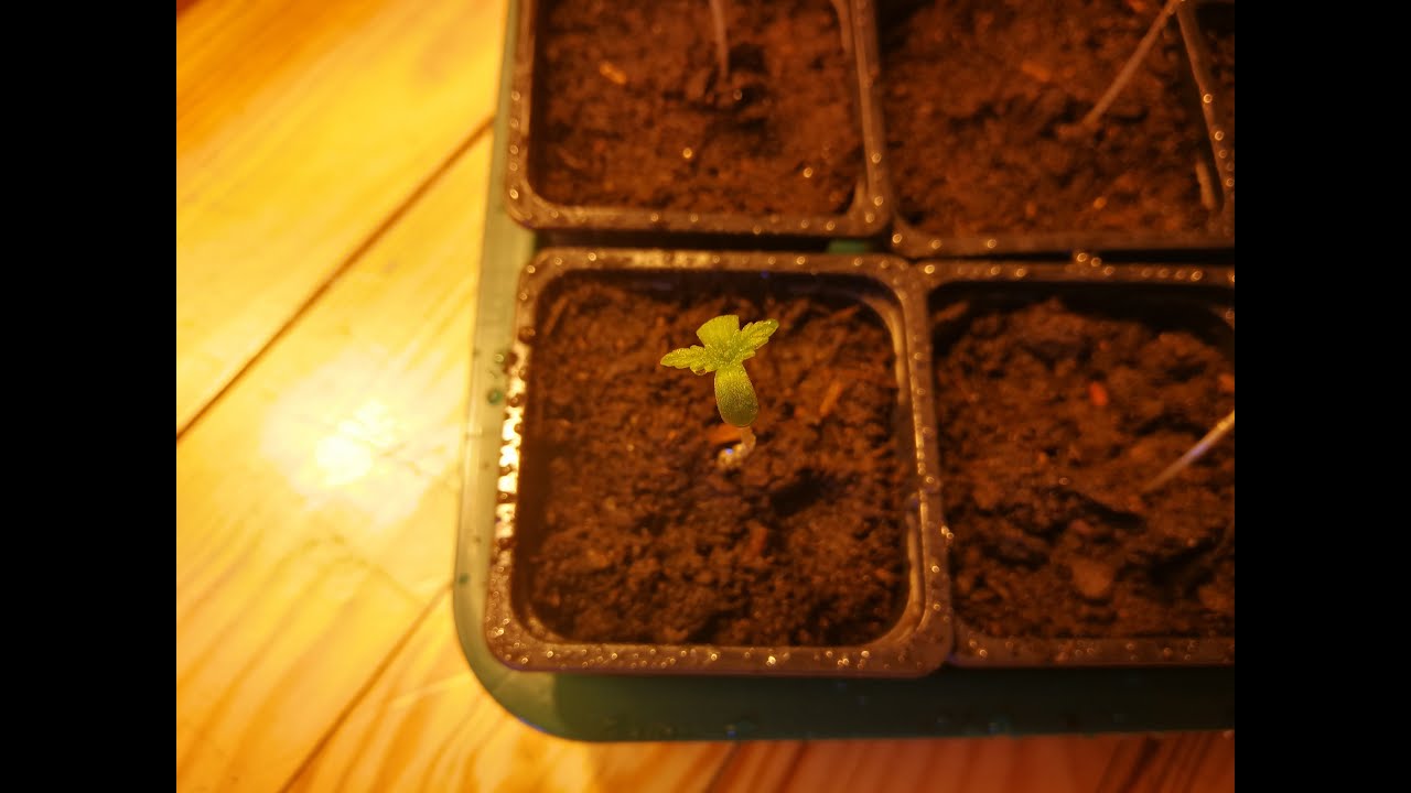Germination Cannabis Complet Graine et Rempotage