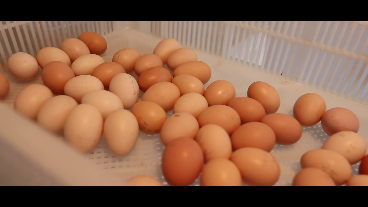 Poultry Hatchery Management | IDP TANUVAS