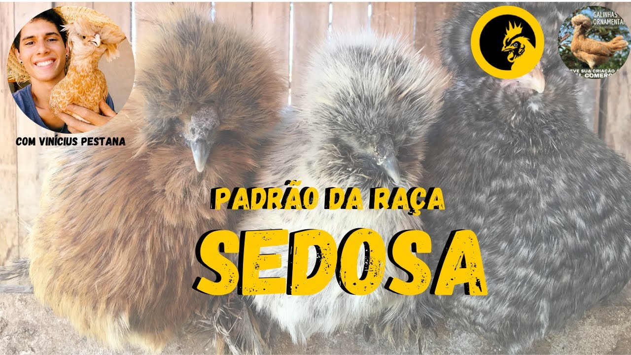PADR&Atilde;O DA RA&Ccedil;A SEDOSA/SILKIE - BRITISH POULTRY STANDARDS - Criat&oacute;rio Pestana Aves Ornamentais