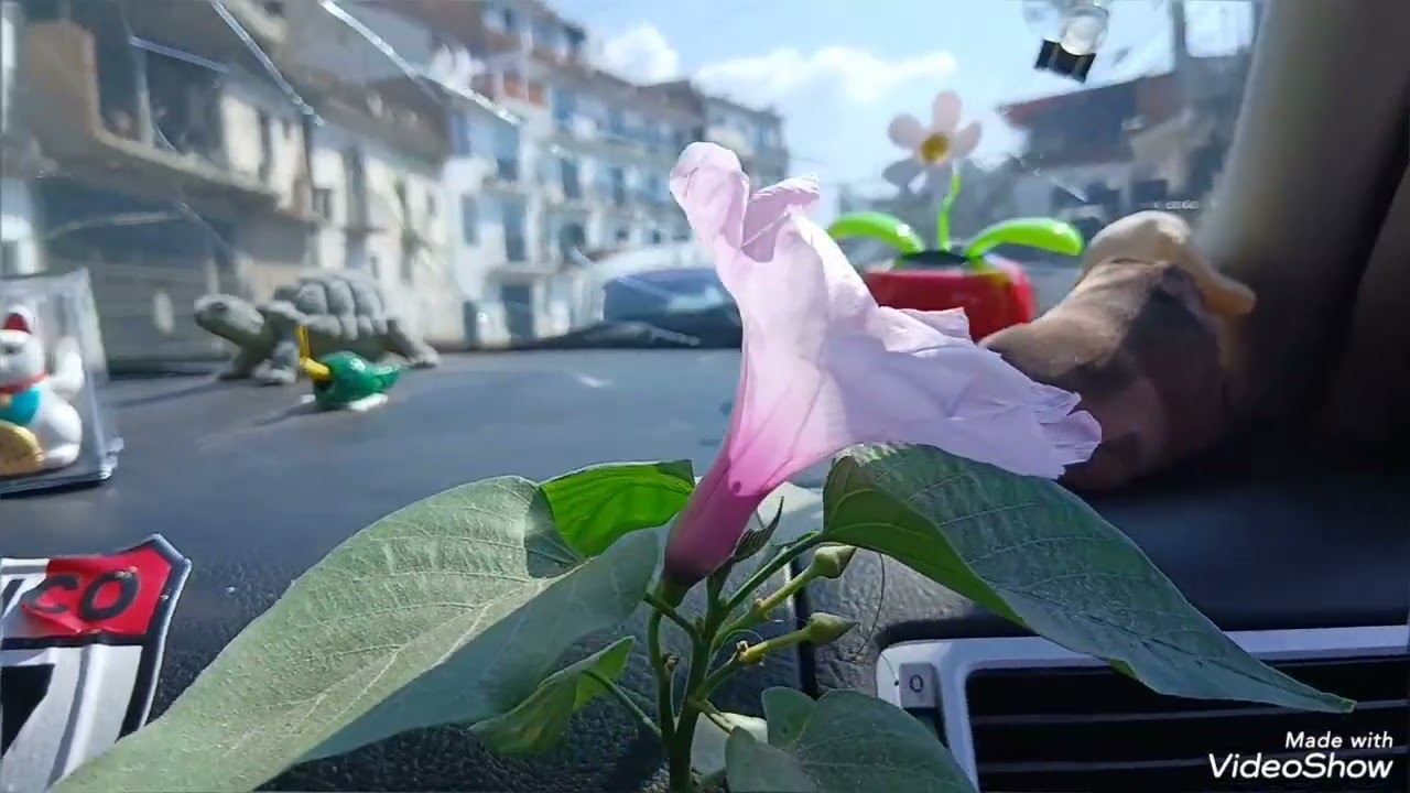 Tour  por chilapa,chilpancingo,acapulco,iguala,taxco,y Edo mex 