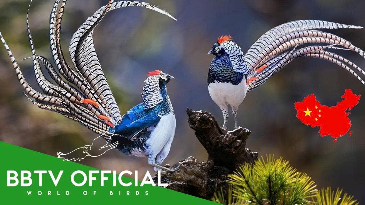Birds of China | Most Beautiful Birds Found in China You've Never Seen | BBTV Official