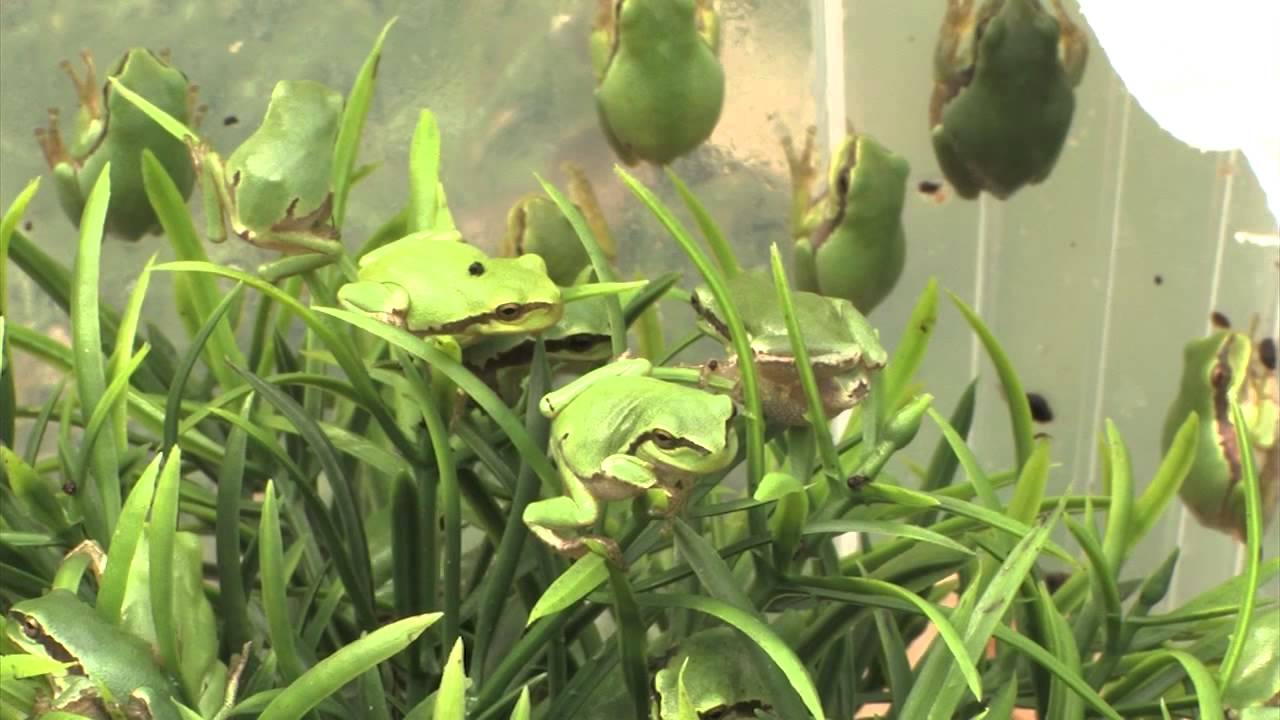 Boomkikkers in Brabant
