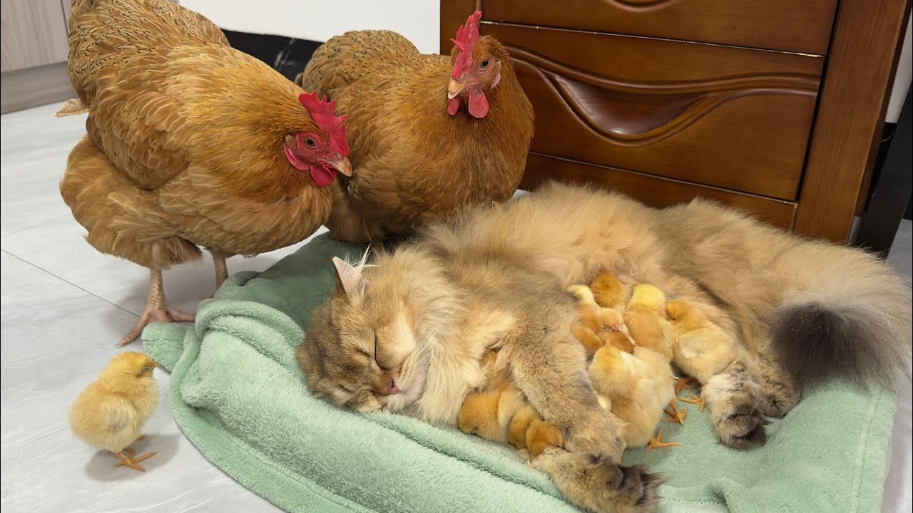 The hen actually abandoned her chicks! Let the cat help keep the chicks. 😂So funny and cute animals