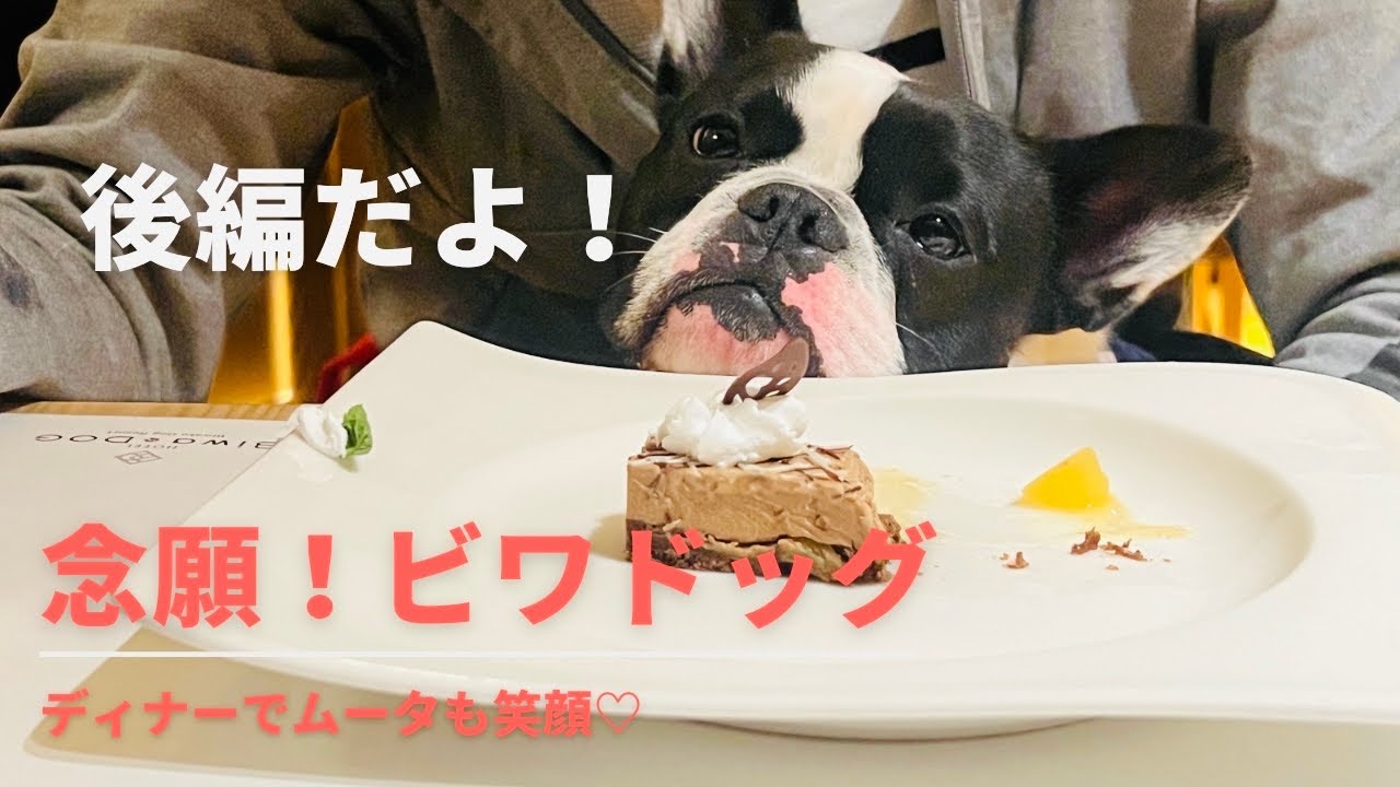 念願ホテル宿泊‼️これぞ犬ファーストのホテルビワドッグ♡滋賀旅行後編です！！