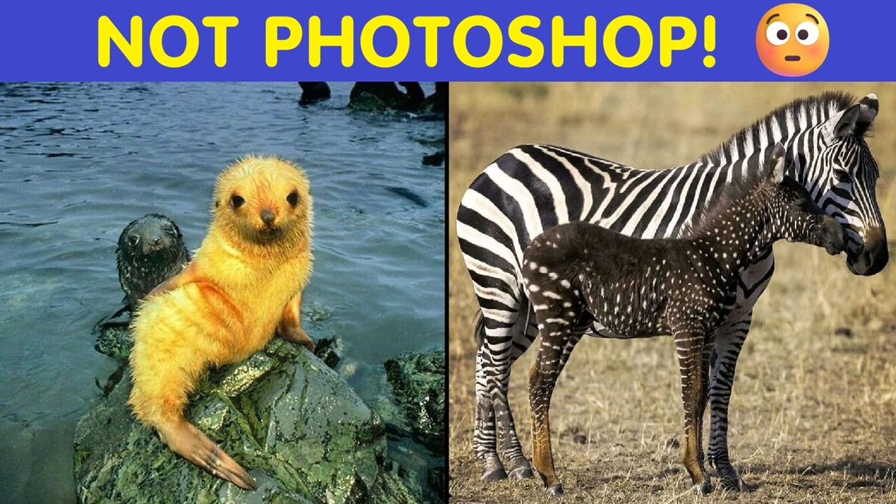 These Animals Look Photoshopped&hellip; 😳 But Aren&rsquo;t