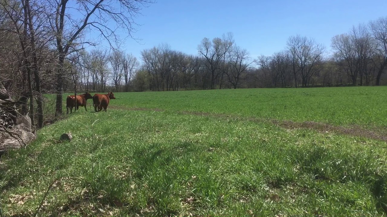 First Spring Grazing--Rye before Corn