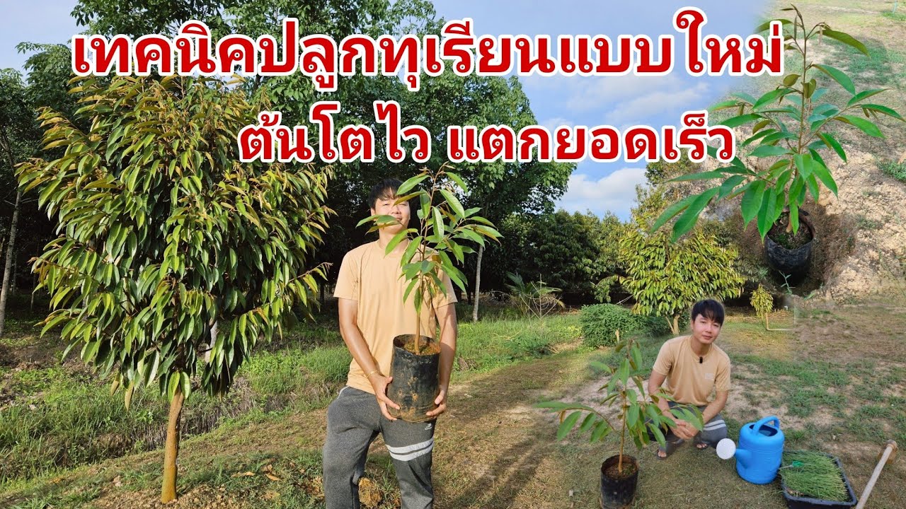 เทคนิควิธีปลูกทุเรียนแบบใหม่​ ต้นโตไว​ แตกยอดเร็ว