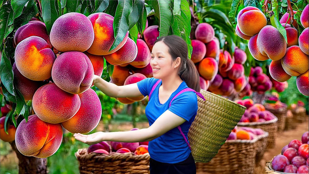 Harvest Billions of RARE Plum From The Mountain To Sell At Rural Market | Bumper Plum Harvest