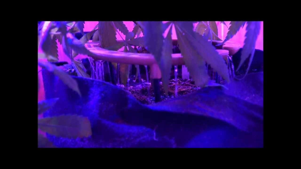 Kushington Farms Info Video  Lush Lighting grows 1 pound plants Mini watering system