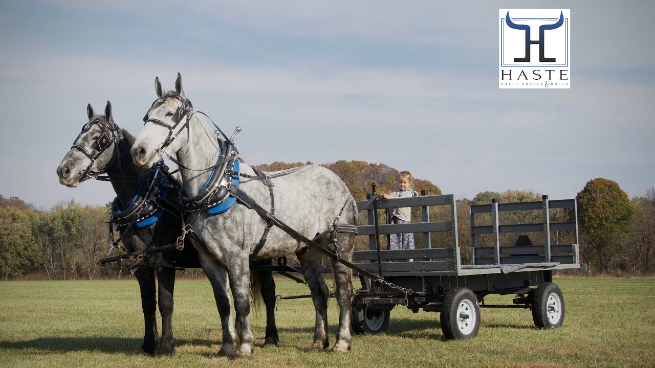Albert & Earl 3 and 5 years old Percheron Team RIDE & DRIVE FOR SALE 606-303-5669