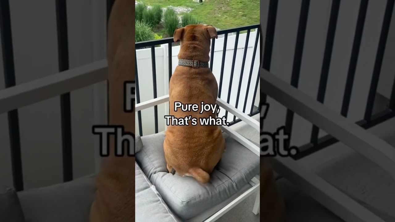 Pure joy #gooddog #pets #bulldog #puppies #puppy #dog #dogs