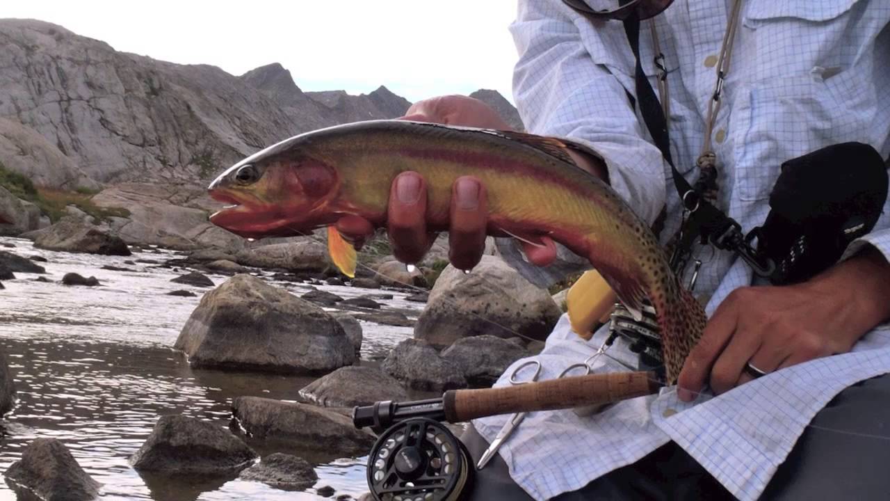 Golden Trout on the Fly -A Backpacker's Quest